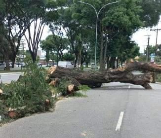 Árvore atingida por caminhão provoca transtorno na Dom Pedro I